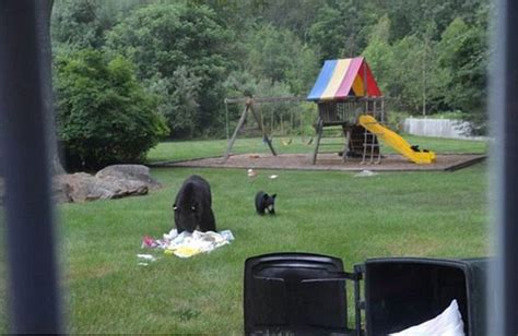 美国黑熊携幼崽闯民宅玩滑梯 - 神秘的地球 科学|自然|地理|探索