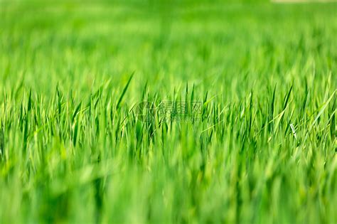 田野中的草地种植的草地农业和自然高清图片下载-正版图片507162539-摄图网