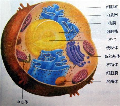 把细胞画出来——生物绘图比赛兴趣浓——北京宽高四子王实验学校-宽高教育集团