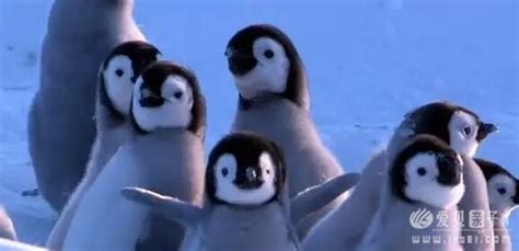 英国BBC记录片《卧底企鹅帮》又名《企鹅群里有特务》1-3集视频分享 - 爱贝亲子网