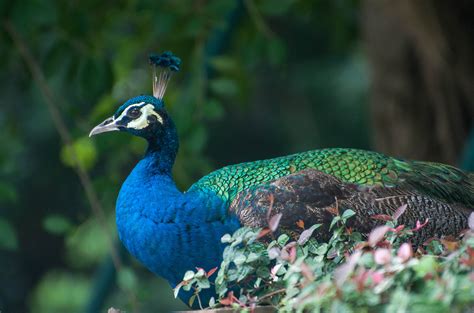 蓝孔雀绿孔雀,各种孔雀,最美的孔雀图片_大山谷图库