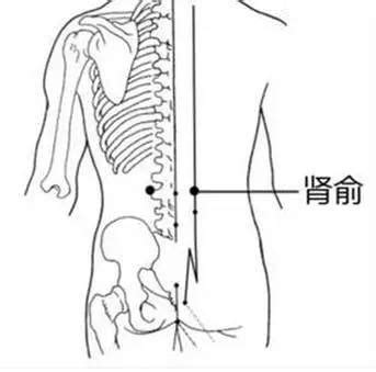 肾关的准确位置图图片 肾关的准确位置图图片