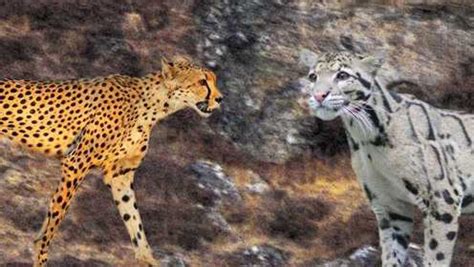 猎豹是同体型猫科里最弱，如果遇到了云豹，它能打过云豹吗？_腾讯视频