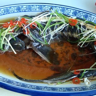 中华鲟怎么养吃什么饲料，鲟鱼养殖饲料配方_维诺