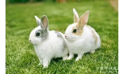 属兔的年龄表2022年多大，生日前是9岁/生日后是10岁— 爱才妹生活