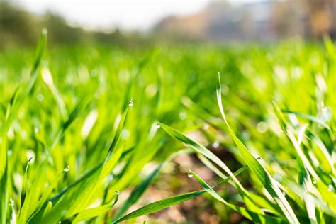 怎样施肥小麦才能长得好？ - 种植百科 - 中国农业科普网