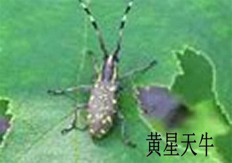 星天牛-辽宁甲虫-图片