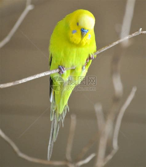 黄色鹦鹉高清图片下载-正版图片503631871-摄图网