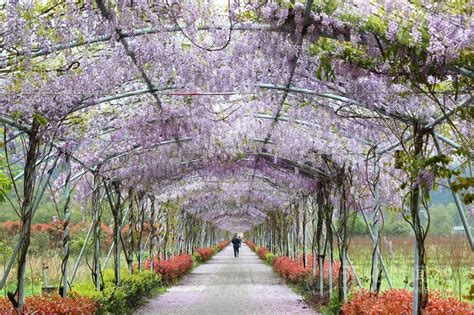 紫藤花园-中关村在线摄影论坛