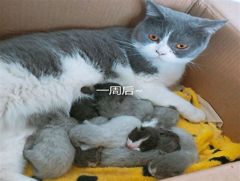 猫怀孕几个月生产（小猫多久可以离开母猫） - 胖萌舍宠物网