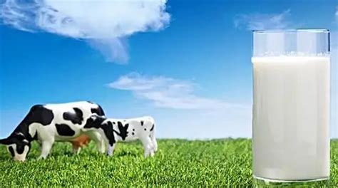 牛乳和鲜奶有什么区别,鲜牛奶和鲜牛乳有何区别 - 品尚生活网