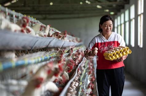 贵州黔西：蛋鸡养殖助增收-人民图片网