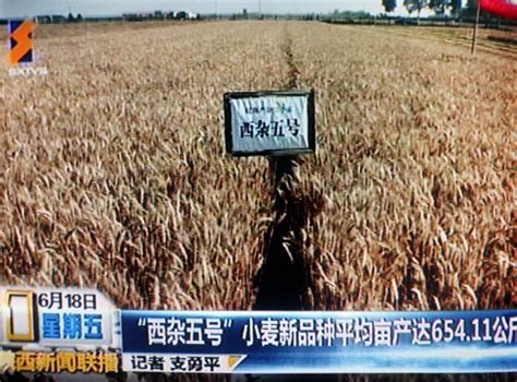 《陕西电视台》“西杂五号”小麦新品种平均亩产达到654.11公斤