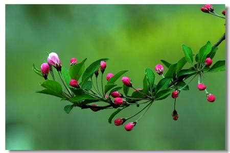 世界上最凄美的花语,12上最稀有的花,最全的花语_大山谷图库