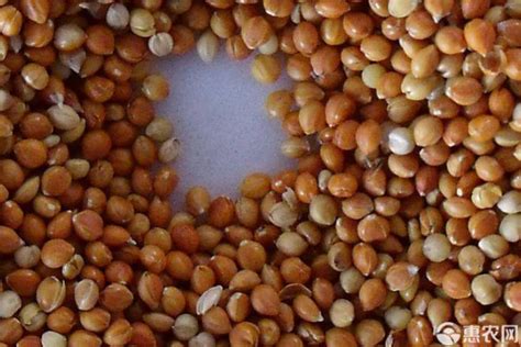 黍子是什么？黍子和小米的区别有哪些？ - 惠农网