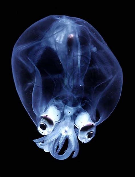 摄影师揭秘浮游生物的世界，获水下摄影大奖。/ Ryo Minemizu