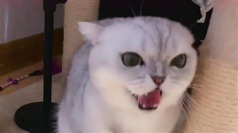 猫咪突然暴躁凶人，连主人都不认了，网友：这猫怕是受刺激了！_腾讯视频