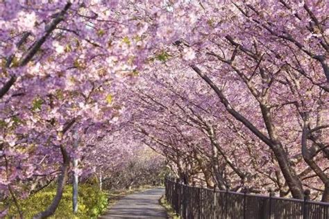 想去看樱花！我们已为你准备好国内这8个绝美的赏樱圣地 - 每日推荐 - iLOHAS乐活社区