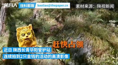庆阳：红外相机拍摄到金钱豹“鸣叫”“标记”行为影像_凤凰网视频_凤凰网