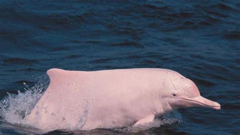 最后一只白鳍豚,白鳍豚的图片_大山谷图库