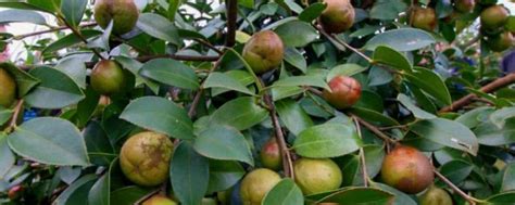 农村奇特的油茶树，一年结出4种不同美食，价值珍贵，100多元一斤