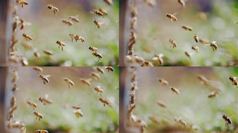 蜜蜂绕着蜂巢飞来飞去_1920X1080_高清视频素材下载(编号:7325416)_实拍视频_光厂(VJ师网) www.vjshi.com