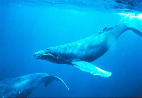 南极动物——鲸篇_旅行百科_行之悦旅行|旅行改变视野