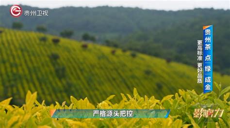 黔中生态茶交易中心助力“黔茶出山”打造500亿级茶产业_文旅_i黑马