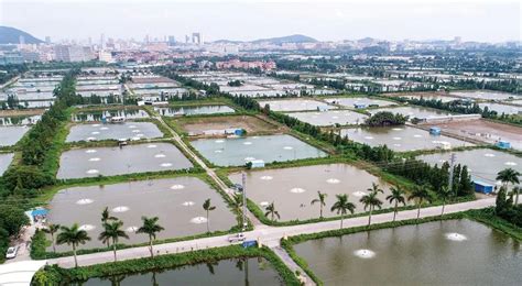 新加坡水产养殖集团 打造世界最大陆上海鱼场 - 农牧世界