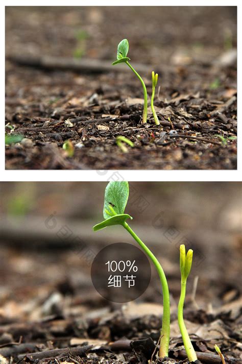 感受生命的力量 植物种子发芽高清组图-第5页-高清频道-ZOL中关村在线