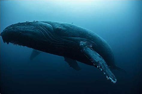 鲸鱼是鱼吗（虽然我们叫鲸鱼但却不属于鱼类） – 碳资讯