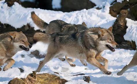 《重返狼群》狼的成长过程是艰难而残酷的，成长环境更是一个战场 - 知乎