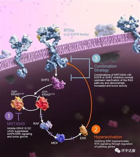邦耀生物-Nature子刊：邦耀生物团队发现有效治疗KRAS突变肿瘤的新策略