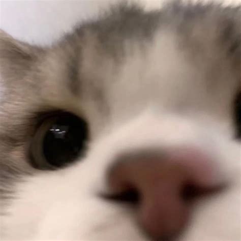 猫猫狗狗非主流头像