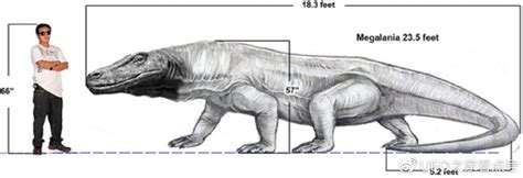 现存最大的蜥蜴，被“神话”的科莫多巨蜥，其真正实力究竟如何？