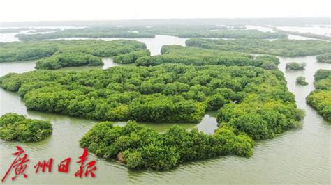 高质量发展调研行丨广东湛江：将红树林打造成绿美广东新亮点_时图_图片频道_云南网