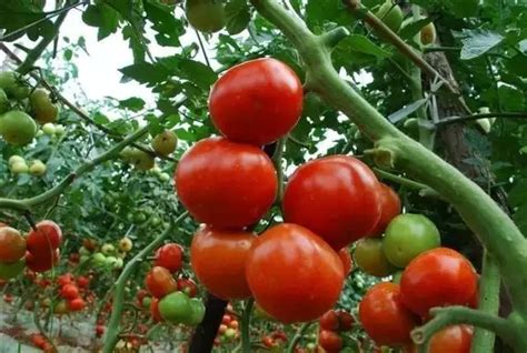 番茄全套栽培技术（汇总版）-云南省林业和草原技术推广总站