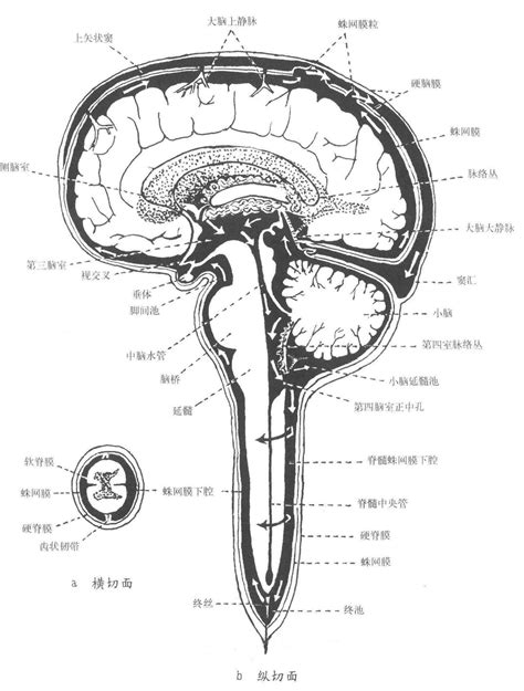 第三节 脑脊液及其循环-基础医学-医学
