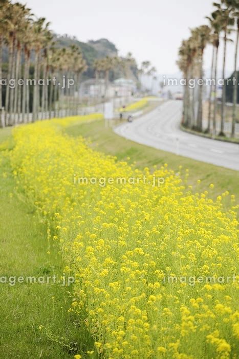 菜の花の道の写真素材 [24385910] - イメージマート