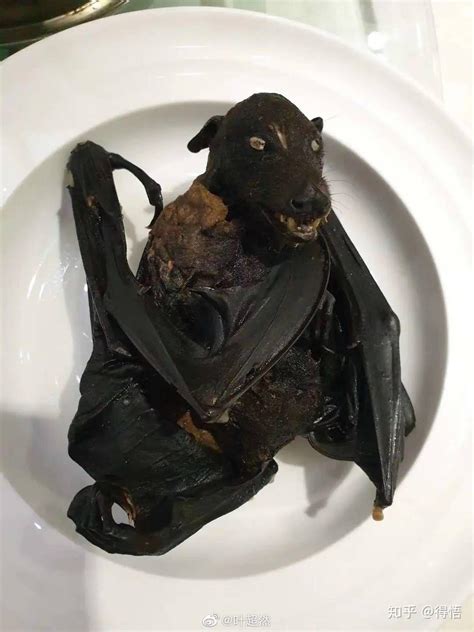美媒：科学家在蝙蝠上新发现6种冠状病毒，粪便或为传播途径 -- 陕西头条客户端