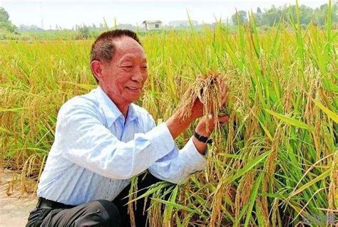 袁隆平77岁曾走遍上海超级稻农田 袁隆平走遍超级稻农田 - 达达搜