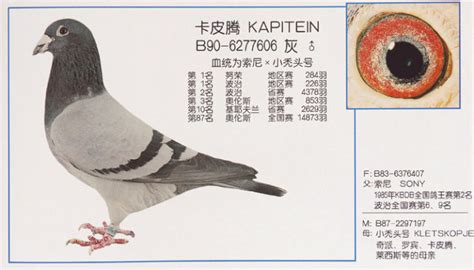 世界十大名鸽图片