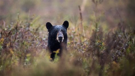 美国康乃狄克州重达113公斤黑熊闯进民宅 10岁男童差点被拖走 - 神秘的地球 科学|自然|地理|探索