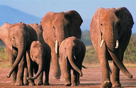 大象的背影高清图片下载-正版图片501253666-摄图网