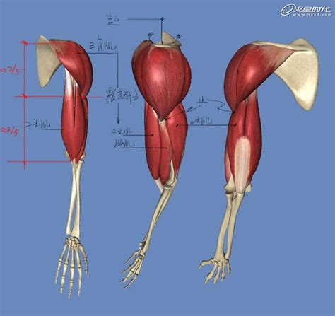 肘关节过伸测量图示,肘过伸,肘关节过伸大于15度图_大山谷图库