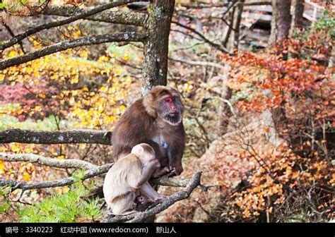 黄山猴子观海高清图片下载-正版图片500650616-摄图网