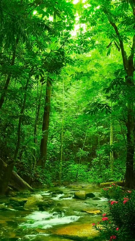 绿意盎然(风景手机动态壁纸) - 风景手机壁纸下载 - 元气壁纸