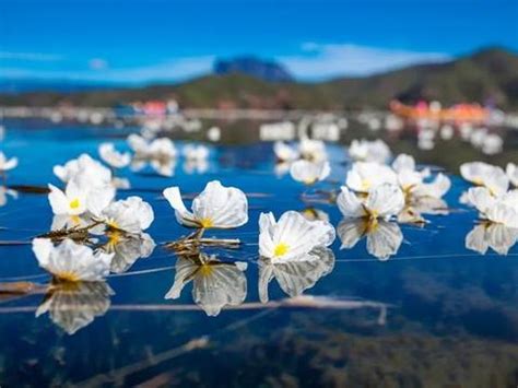 泸沽湖“水性杨花”又美又能吃，网友：是心动的感觉