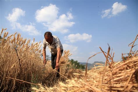 农民夫妇在麦田里收割麦子高清摄影大图-千库网