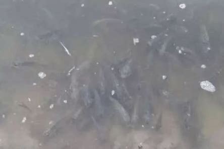 国外大叔清理自家鱼塘突然从水中蹿出超恐怖生物_凤凰网视频_凤凰网